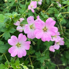 Snaputis 'Dreamland'