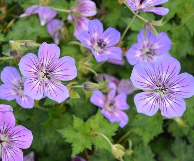 Snaputis 'Havana Blues'