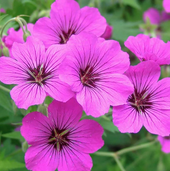 Snaputis 'Patricia'