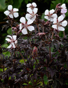 Snaputis pievinis 'Purple Ghost'