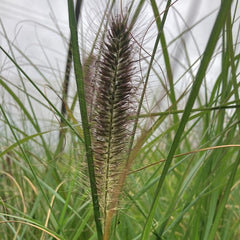 Collection image for: Soruolės