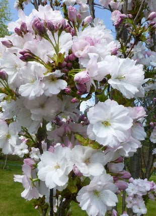 Sakura smailiadantė 'Amanogawa'