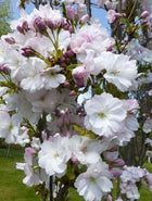 Sakura smailiadantė 'Amanogawa'