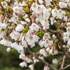 Collection image for: Sakuros