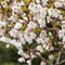 Sakuros