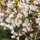 Sakura ankstyvoji 'Kojou-no-mai'