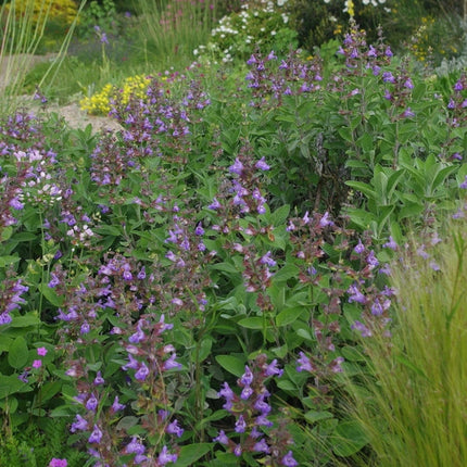 Šalavijas vaistinis 'Berggarten'
