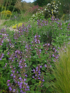 Šalavijas vaistinis 'Berggarten'