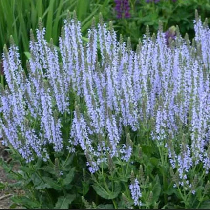 Šalavijas gojinis 'BumbleSky'