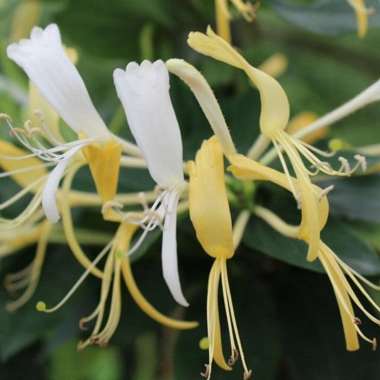Sausmedis japoninis 'Hall's Prolific'