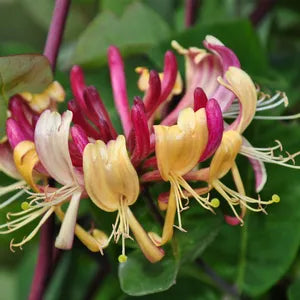 Sausmedis japoninis 'Purpurea'