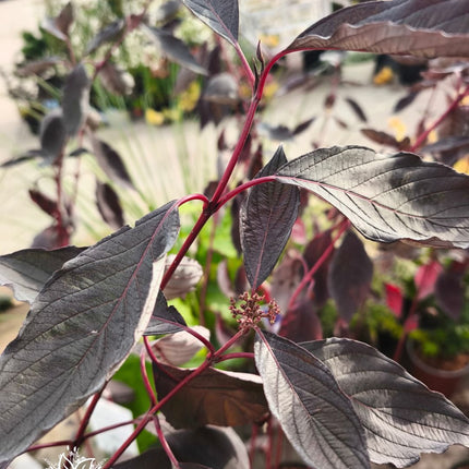 Sedula baltoji 'Nightfall'