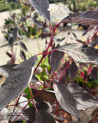 Sedula baltoji 'Nightfall'