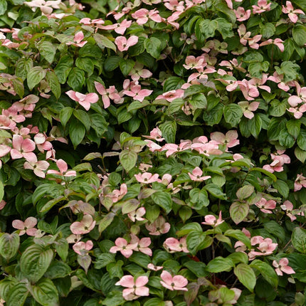 Sedula japoninė 'Satomi'