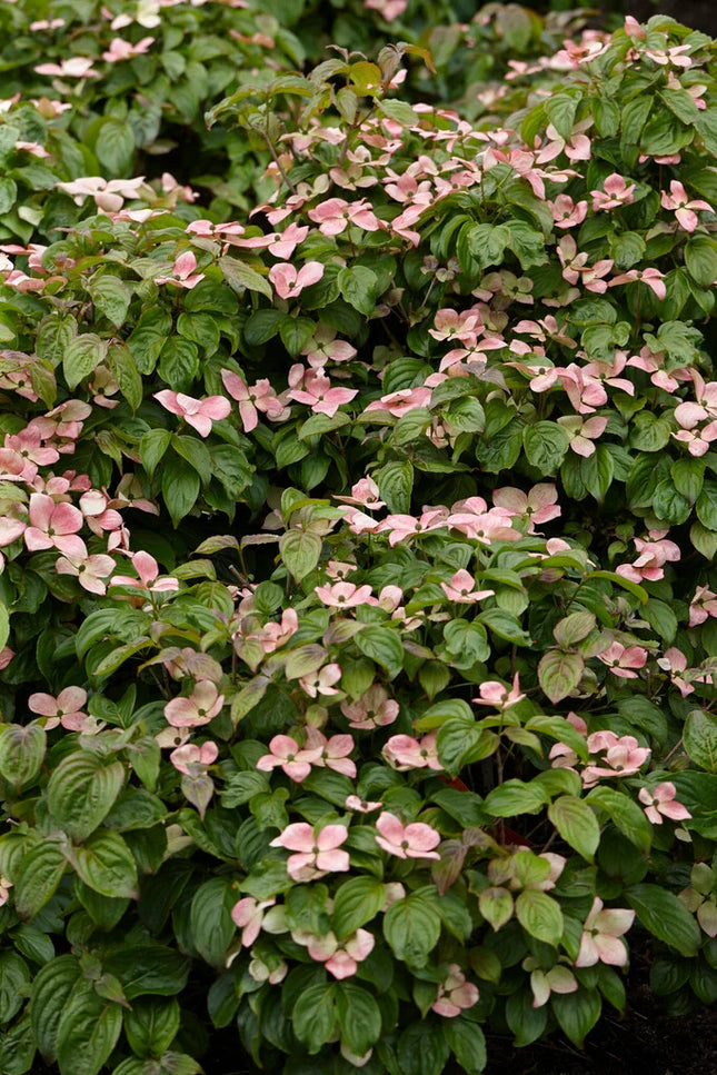 Sedula japoninė 'Satomi'