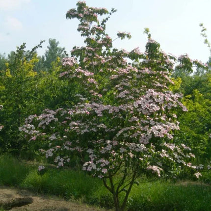 Sedula japoninė 'Satomi'