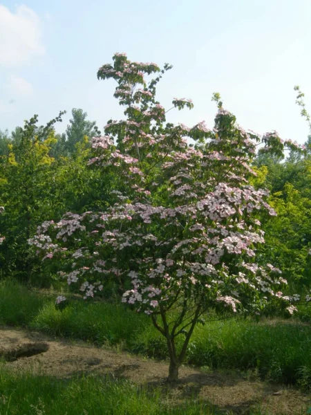 Sedula japoninė 'Satomi'