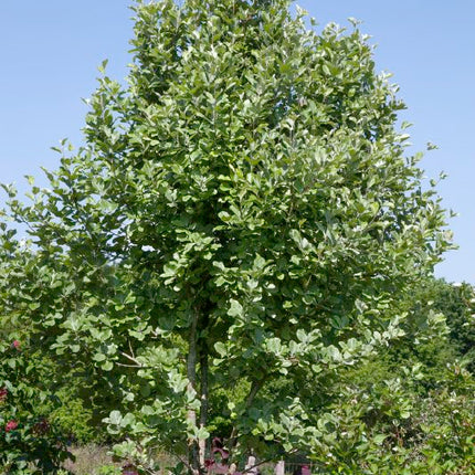 Šermukšnis miltingasis 'Magnifica'