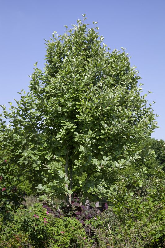 Šermukšnis miltingasis 'Magnifica'