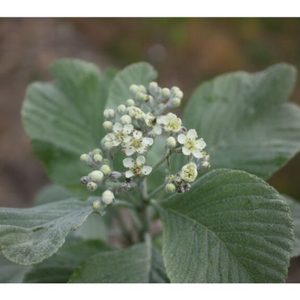 Šermukšnis miltingasis 'Magnifica'