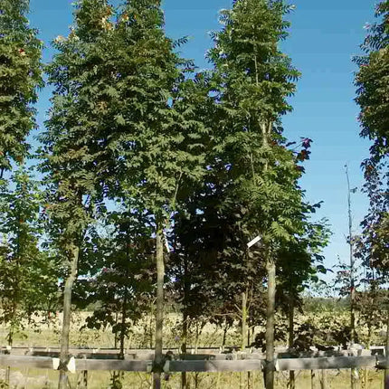 Šermukšnis paprastasis 'Fastigiata'
