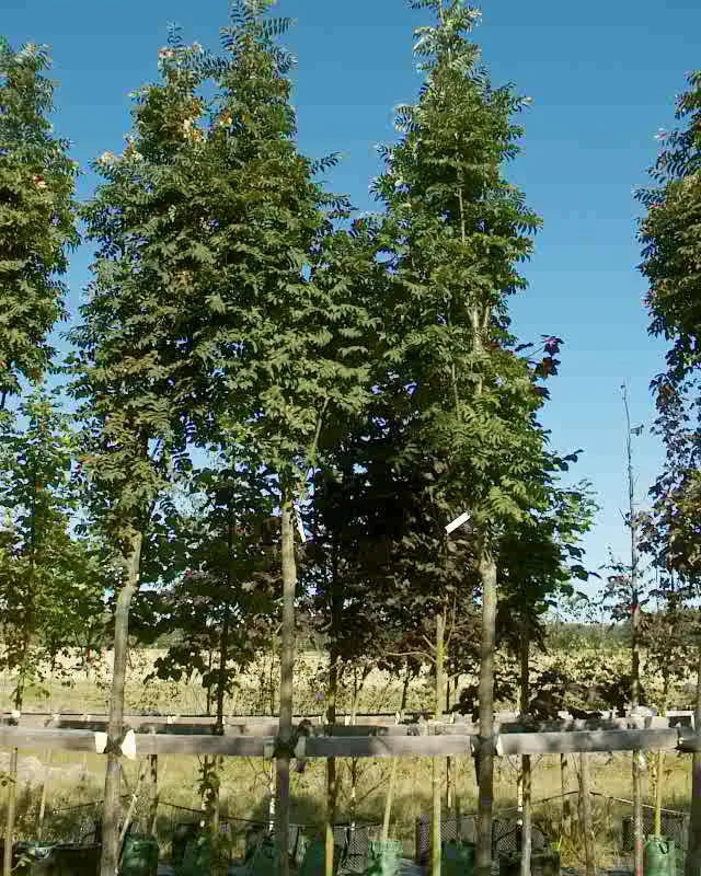 Šermukšnis paprastasis 'Fastigiata'