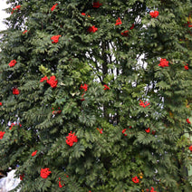 Šermukšnis paprastasis 'Fastigiata'