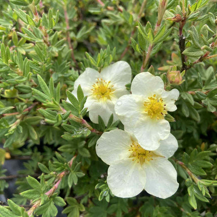 Sidabrakrūmis paprastasis 'Primrose Beauty'