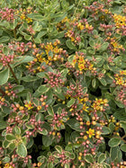 Šilokas kaukazinis 'Variegatum'