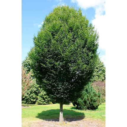 Skroblas paprastasis 'Fastigiata'