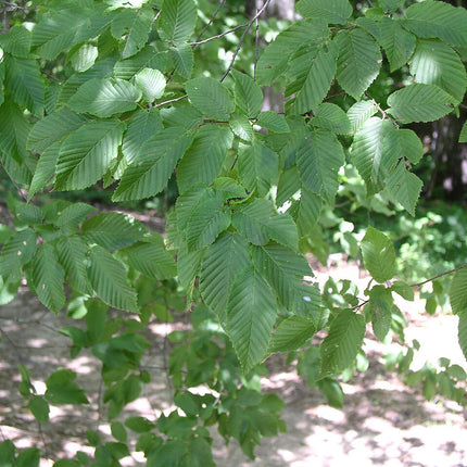 Skroblas paprastasis