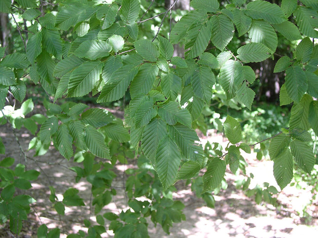 Skroblas paprastasis
