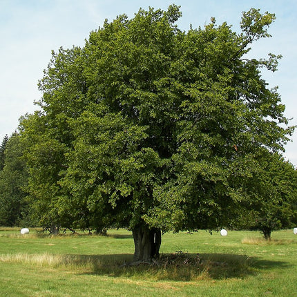 Skroblas paprastasis
