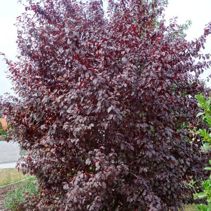 Slyva kaukazinė 'Pissardii'