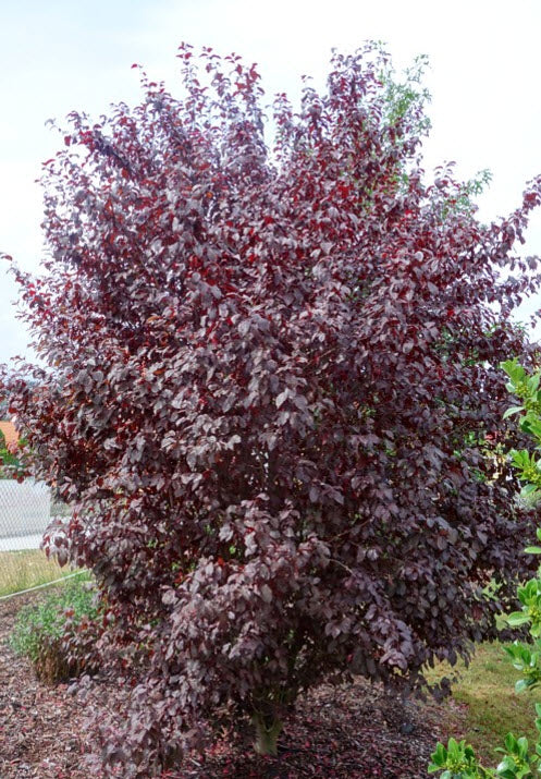 Slyva kaukazinė 'Pissardii'