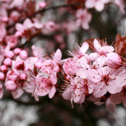 Slyva kaukazinė 'Pissardii'