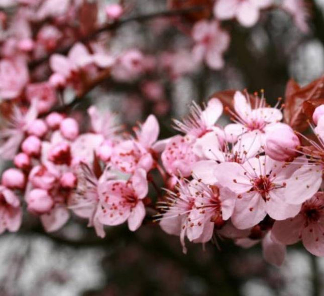 Slyva kaukazinė 'Pissardii'