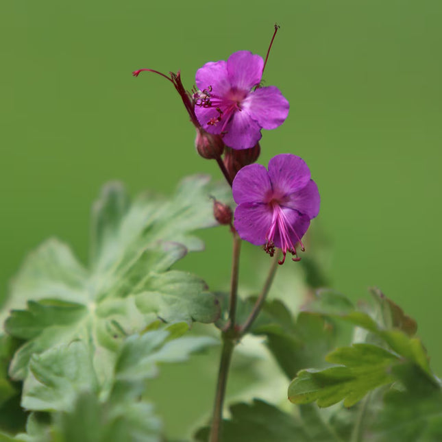 Snaputis 'Bevan's Variety'