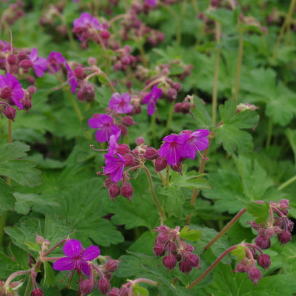 Snaputis 'Bevan's Variety'