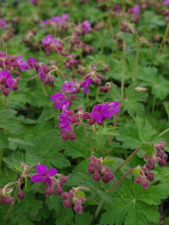 Snaputis 'Bevan's Variety'