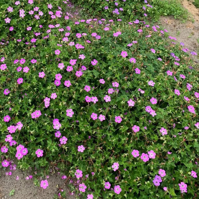 Snaputis 'Kelly Anne'