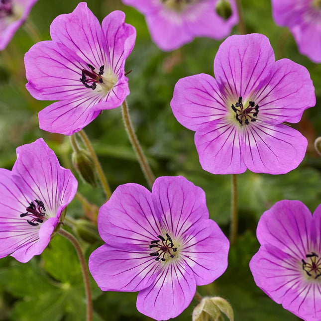 Snaputis 'Kelly Anne'