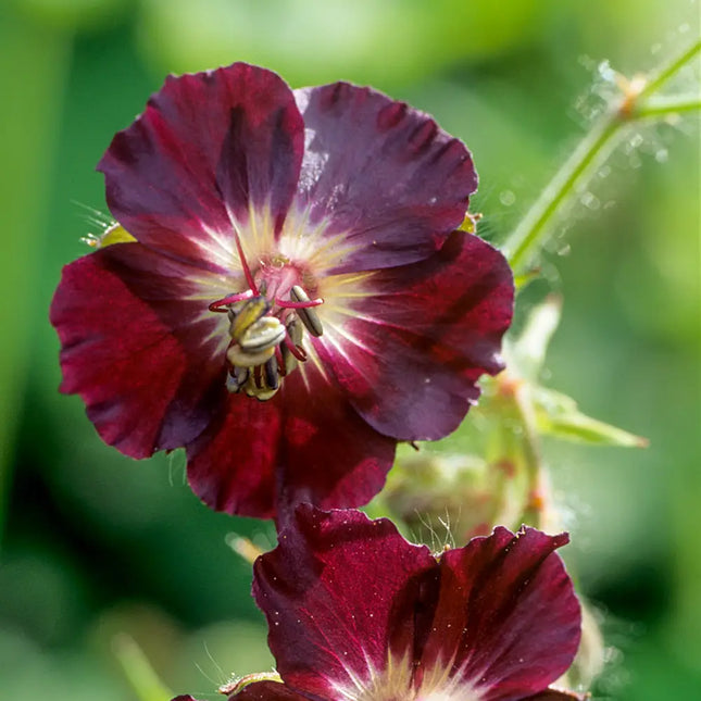 Snaputis juodasis