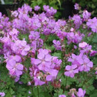 Snaputis kantabrinis 'Cambridge'