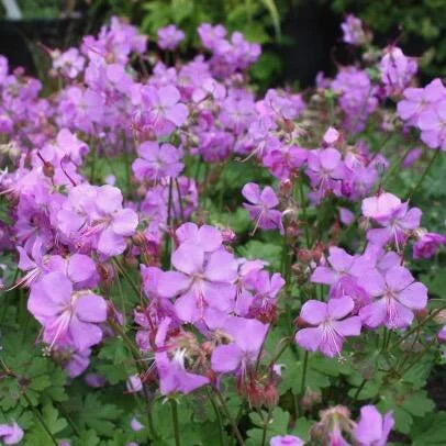 Snaputis kantabrinis 'Cambridge'