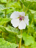 Svilarožė vaistinė