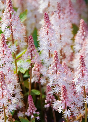 Tiarelė 'Pink Skyrocket'