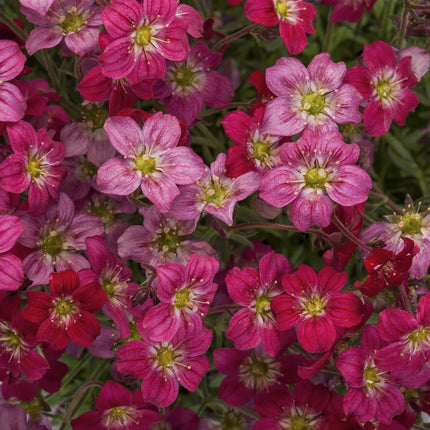 Uolaskėlė arenso 'Alpino Early Rose'