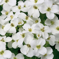 Collection image for: Vaistučiai