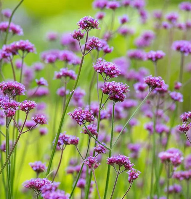 Verbena patagoninė